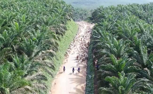 Anak Usaha SSMS Raih Sertifikat ISPO dan RSPO