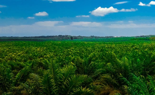 Gubernur Riau Surati Mentan, Pupuk Mahal Sementara Harga TBS Sawit Murah