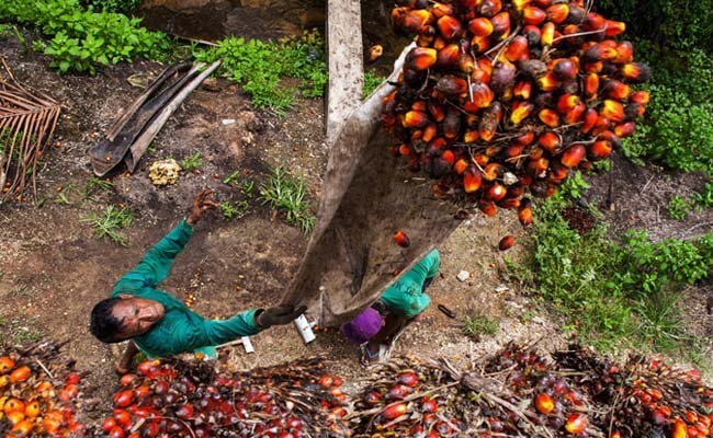 Harga TBS Sawit Jambi di Tingkat Pengepul Masih Dibawah Rp 1.000/kg