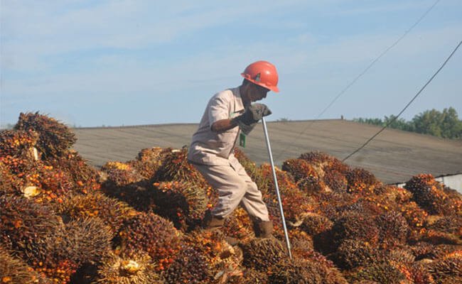 Harga TBS Sawit Kaltim Periode I-Agustus 2022 Turun Rp 141,55/Kg, Berikut Harganya..