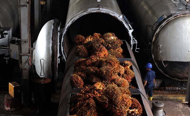 Harga TBS Sawit Kaltim Periode II-Agustus 2022 Naik Rp 312,64/kg, Berikut Harganya..