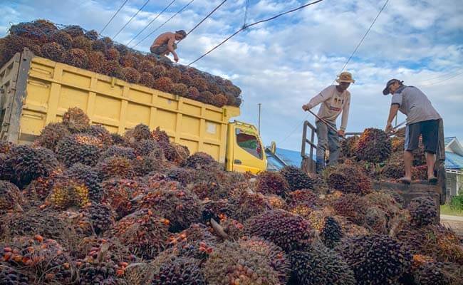 Harga TBS Sawit Sumbar Periode 8-14 Agustus 2022 Tertinggi Rp 2.268,34/Kg, Cek Harganya..