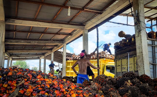 Harga TBS Sawit Sumsel Periode II-Agustus 2022 Naik Rp 323,70/Kg,Berikut Harganya..