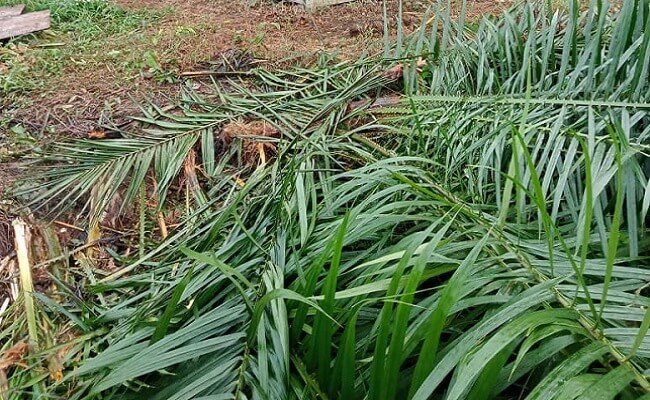 Nahas, Kebun Sawit Hendak Panen Perdana Malah Ludes Dimakan Gajah
