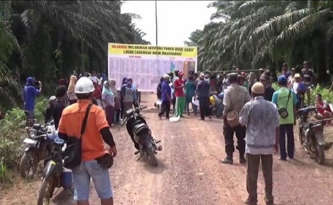 Protes Dikeluarkan Dari Anggota Koperasi, Ratusan Warga Blokade Kebun Sawit Plasma