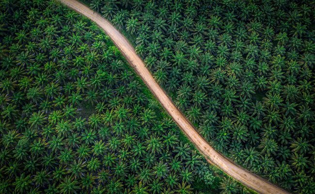 PTPN VIII Konversi 15.000 ha Lahan Karet ke Sawit, Lantaran Tak Lagi Memberi Untung