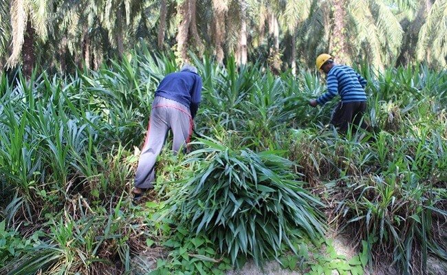Wilmar Bersama Masyarakat Sekitar Kebun Sawit, Budidayakan Rumput Odot