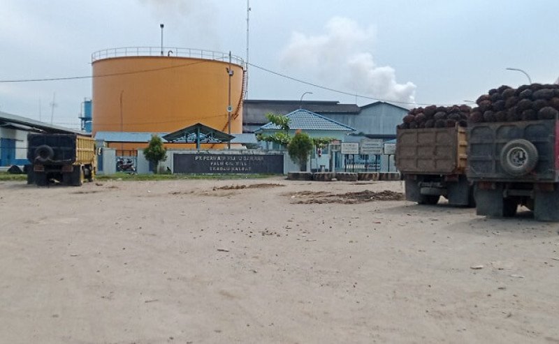 Petani Sawit Keluhkan Pembatasan Pembelian Buah Sawit PT PHS di Sekadau