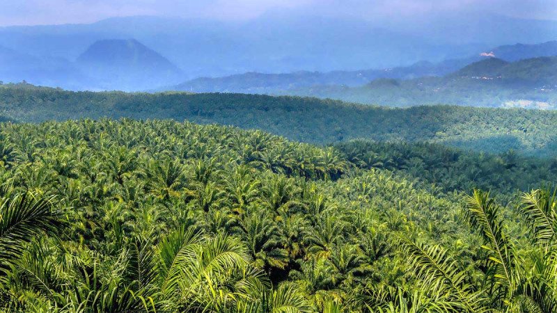 PTPN IV PalmCo Perkuat Posisi di Pasar Global dengan CPO Bersertifikasi RSPO IP