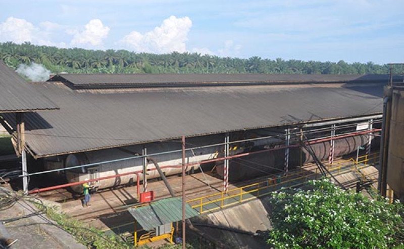 Pemerintah Dorong Koperasi Kelola Pabrik Minyak Sawit