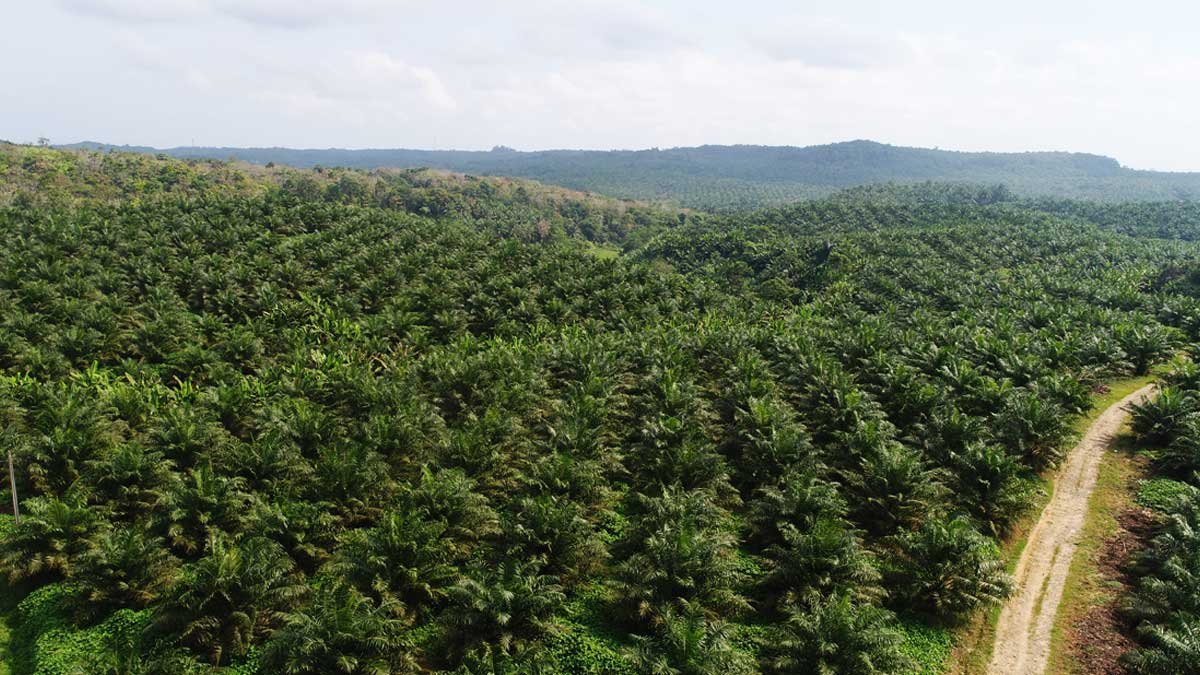 Akar Serabut Kelapa Sawit: Penyangga, Penyerap Hara, Sekaligus Alat Respirasi