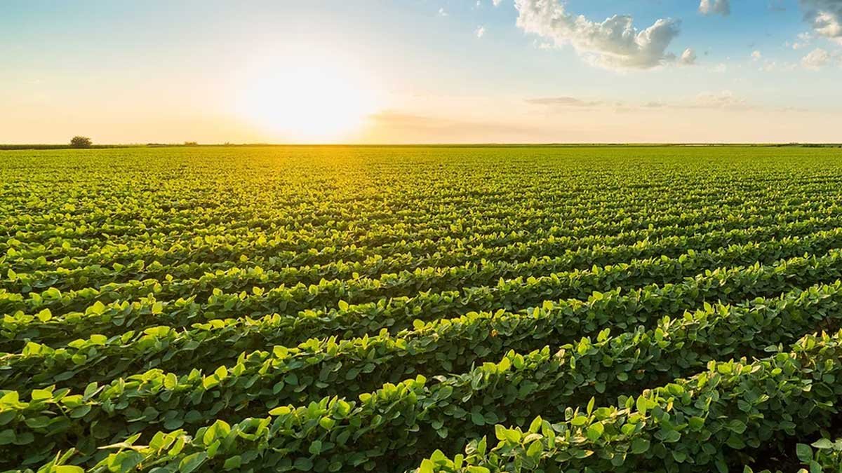 China Borong Kedelai AS, Kejar Target 12 Juta Ton Jelang Akhir Februari