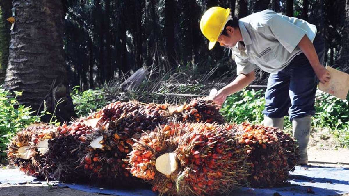 Dari Transmigran Jadi Pekebun Sawit: Perjalanan Petani Plasma Sejak Era PIR-Trans
