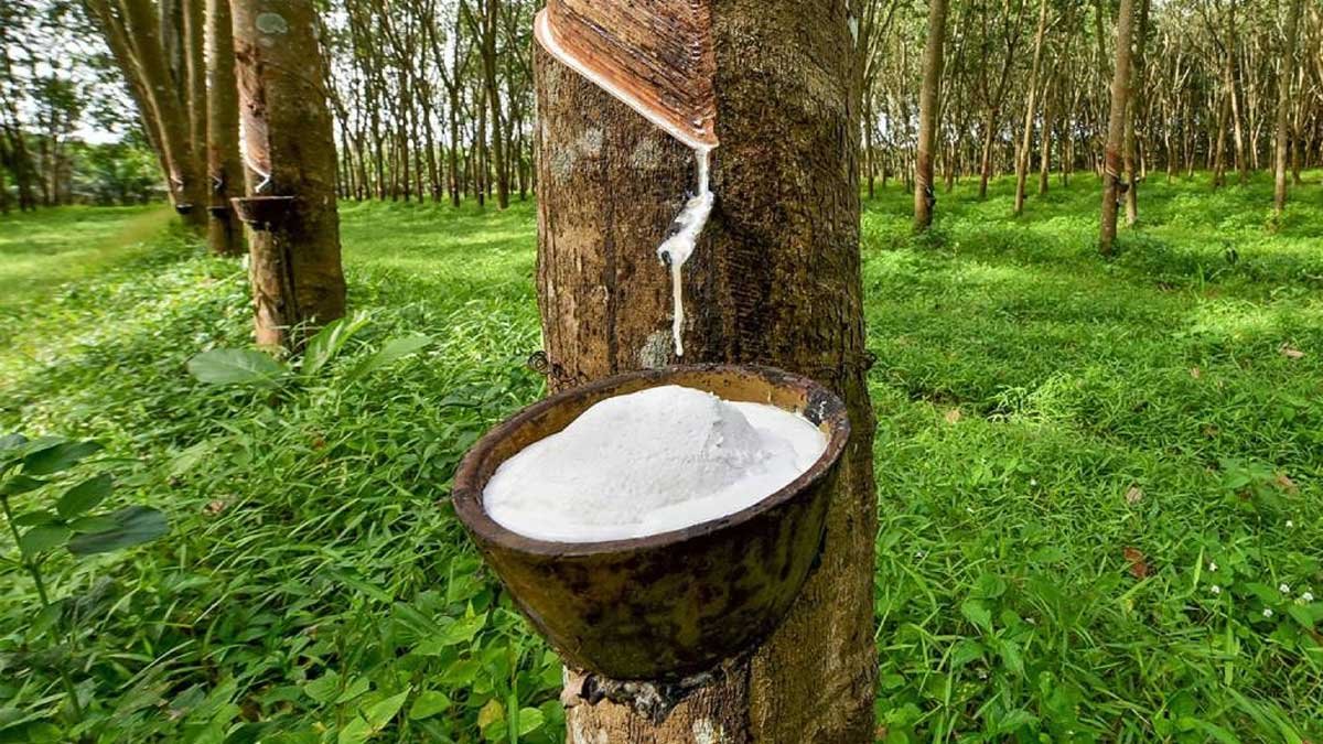 Harga Karet Awal 2026 Relatif Tenang, Pelaku Usaha Diminta Tetap Waspada