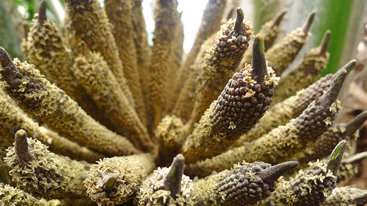 Mengenal Bunga Sawit, Kunci Pembentukan Buah dan Produktivitas TBS