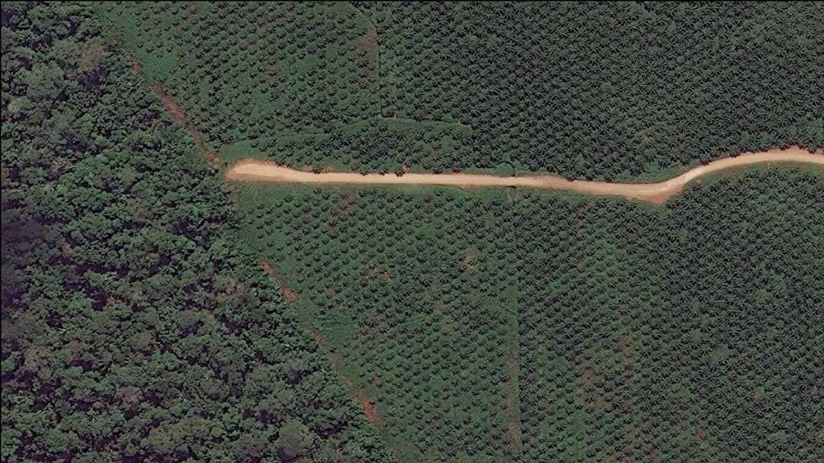 Nestlé Buka Peta Risiko Deforestasi Sawit Sejak 2019