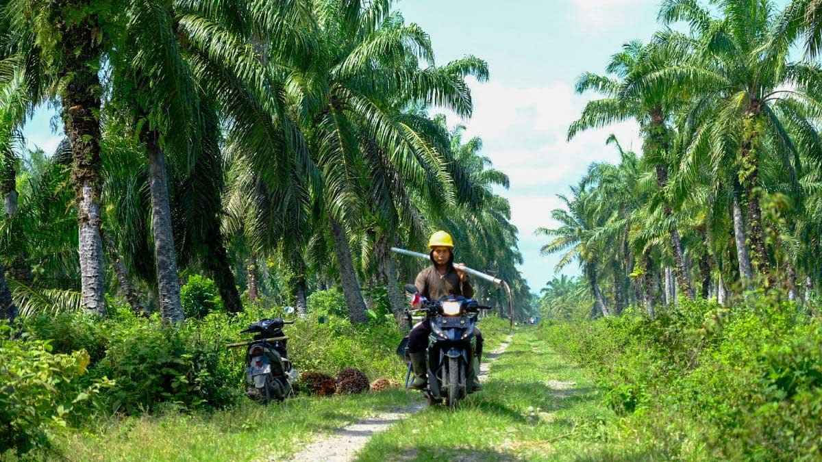 PIR-Bun: Jejak Awal Kemitraan Inti-Plasma yang Mengubah Wajah Perkebunan Rakyat