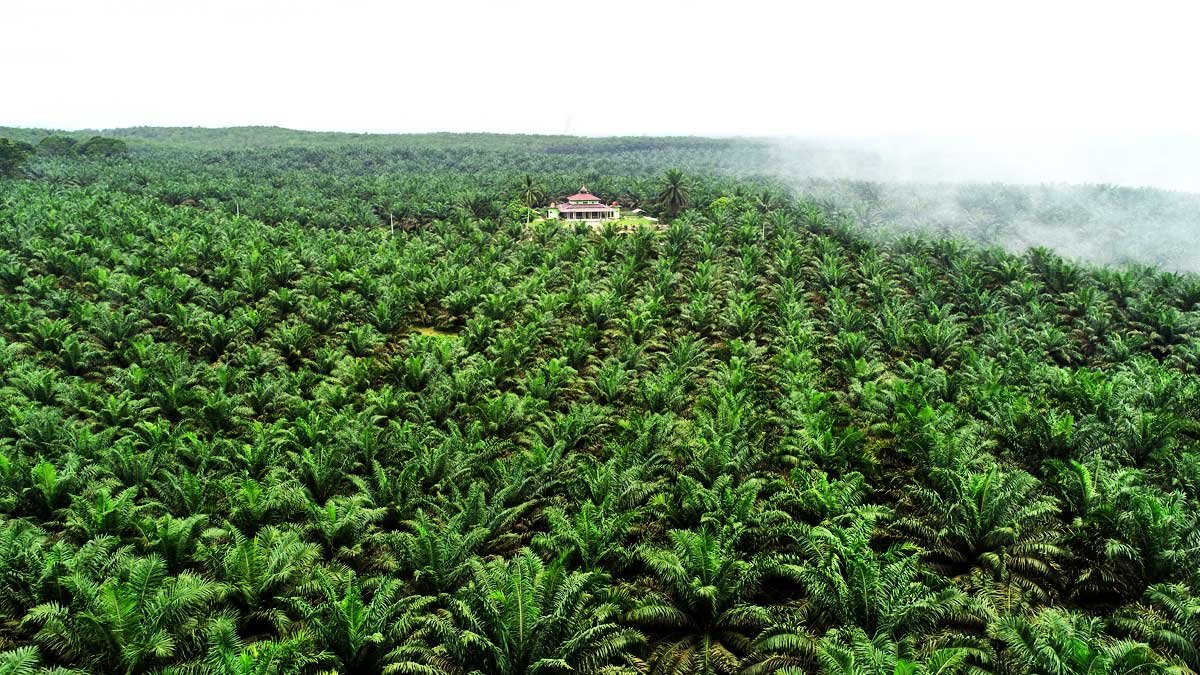 PIR-Trans: Program Sawit yang Menyatu dengan Transmigrasi, Petani Dapat 2 Hektare SHM