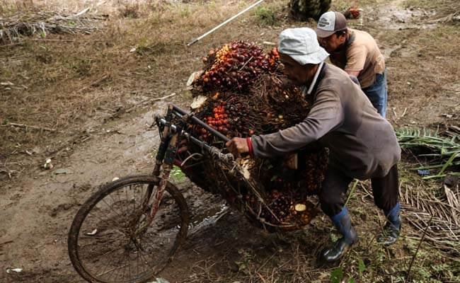 GAPKI Sumbar: Jangan Ada Beban Pungutan TBS Sawit, Situasi Masih Sulit