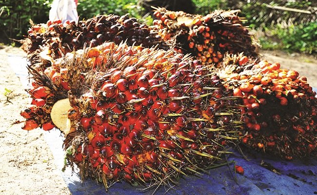 Harga TBS Sawit Kalbar Periode II-Juli 2022 Turun Rp 203,75/Kg, Berikut Harganya..