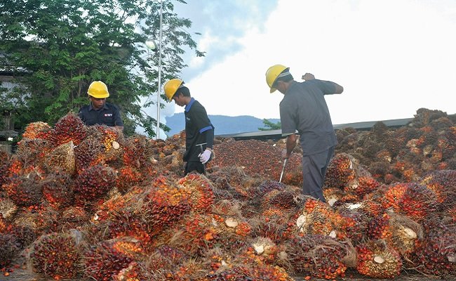 Harga TBS Sawit Kaltim Periode II-Juli 2022 Turun Rp 61,4/kg, Berikut Harganya..