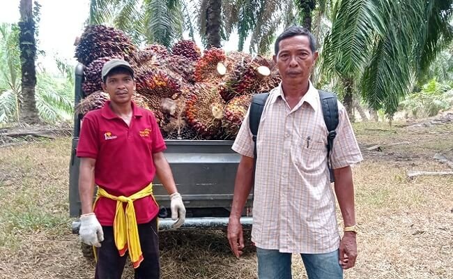 Harga TBS Sawit Masih Jauh Dari Rp 1.600/kg, Petani Sawit Akui Masih Terima Untung