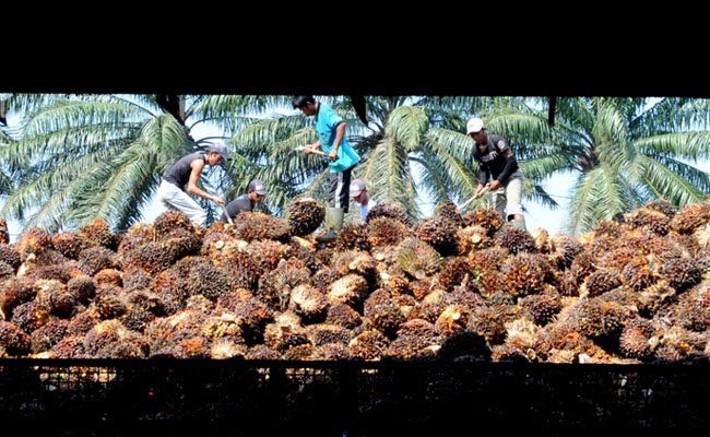 Harga TBS Sawit Riau Periode 13-19 Juli 2022 Turun Rp 263,00/Kg, Berikut Harganya..