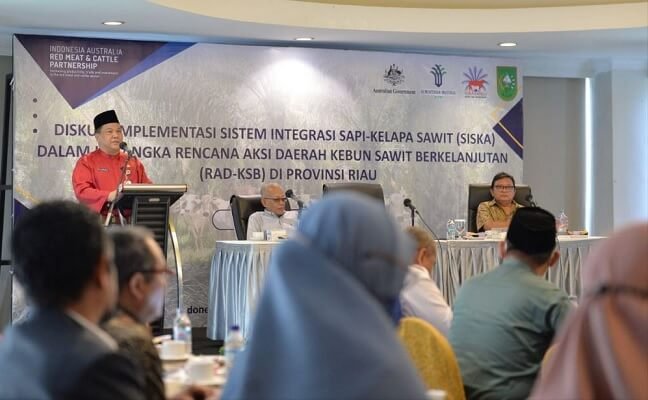 Perkebunan Kelapa Sawit di Riau Didorong Terapkan Integrasi Sawit-Sapi
