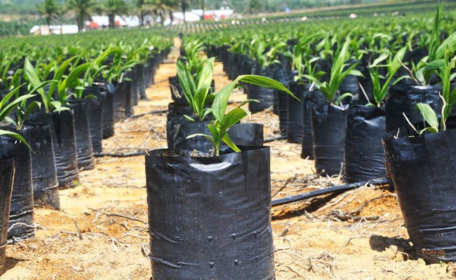 Sampai Juni 2022 Penjualan Benih Sawit PPKS Capai 16,6 juta Butir