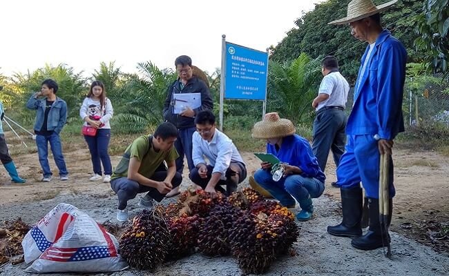 Tak Mau Bergantung, China Pun Mulai Kembangkan Sawit