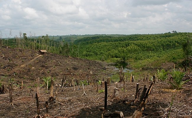 RSPO Tetapkan Prosedur  Penanaman Baru versi 2021 Bagi Pekebun (Smallholders)